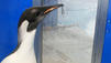 'Happy Feet' doch nicht gefressen?