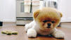 Boo ist der neue Star im Netz