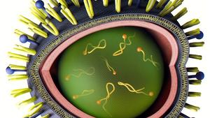 Antworten auf die wichtigsten Grippe-Fragen Grippe-Virus