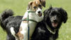 So deuten Sie das Verhalten von Hunden richtig