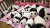S&uuml;&szlig;er Panda-Nachwuchs begeistert Chinesen