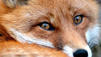 So gef&auml;hrlich ist der Fuchsbandwurm wirklich
