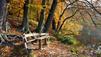 Goldener Herbst mitten im November