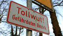 Warum Tollwut so gefährlich ist