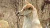 Hund wacht am Grab seines Herrchens
