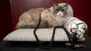 New York: Luxus-Katze Matilda muss an die Leine