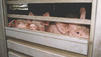 Tiertransporte: Tiersch&uuml;tzer setzen EU unter Druck