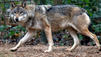 In Deutschland geht wieder der Wolf um