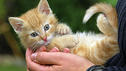Die 10 beliebtesten Katzenrassen