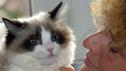 Unsere Lieblings-Katzen