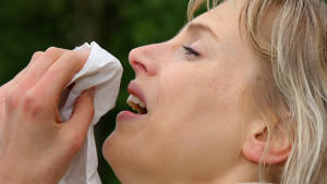 Der Pollenkalender: Wann fliegt was? Birkenpollen in diesem Jahr ganz stark