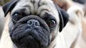 Test: Welcher Hund passt zu Ihnen?
