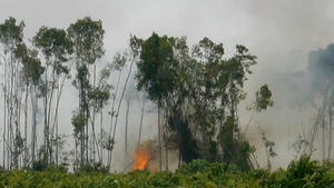 Orang-Utans: Lebensraum in Flammen Brandrohdung in Indonesien bedroht die letzten Orang-Utans