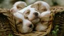 Hundewelpen kaufen: Das sollten Sie beachten