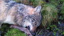 Toter Wolf gefunden