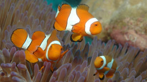 Ihr persönliches Berufshoroskop <b>Ein Fisch voller Ideen</b>