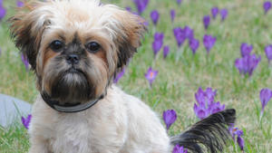 So finden Sie den Hund, der zu Ihnen passt Ob klein oder groß, Familienhund oder vermeintlicher Kampfhund - nicht immer sagt die Rasse etwas über die Gefährlichkeit aus. Wichtiger ist in der Regel eine angemessene Hundeerziehung.