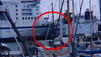 Travem&uuml;nde: Passagierschiff rammt F&auml;hre