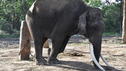 Enorme Tierquälerei für Touristen-Safaris