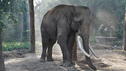 Das traurige Schicksal der Tiere in Chitwan