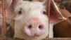 Neues Gesetz f&uuml;r strengeren Tierschutz