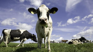 Die Milch macht’s, oder? Milch: Rein, nahrhaft und gesund.