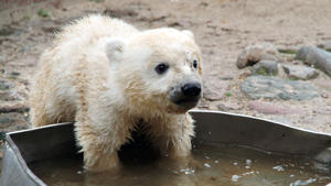 Von Sammy über Knut bis Nelson: 2.000 Tiere in 20 Jahren Punkt 12 Knut, der Eisbär, war der Shootingstar im Berliner Zoo.