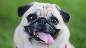 Die häufigsten Hundekrankheiten Hundekrankheiten - kranker Hund