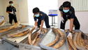 Dringendes Verbot des Elfenbeinhandels gefordert