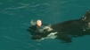 Video: Killerwal attackiert Trainer