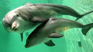 Tiergarten Nürnberg: Delfine mit Psychopharmaka vollgepumpt Symbolbild: Delfin-Mutter mit Nachwuchs