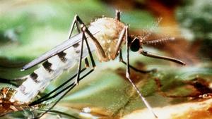 Stechinsekten-Alarm: Mücke, Bremse, Milbe und Wespe greifen an! Hilfe gegen Insektenstiche