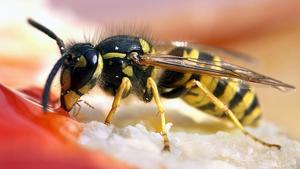 Anti-Wespen-Strategien: Nie mehr Ärger mit Insekten Wespen-Angriffe vermeiden