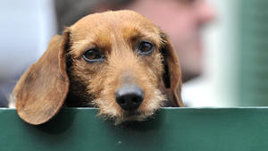 Die 10 häufigsten Hundekrankheiten