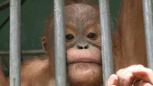 Palmöl vernichtet Lebensraum von Orang-Utans Sumatra Orang-Utans RTL Reporter Grawe Palmöl