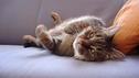 So kommt der Kater vom Design-Sofa runter