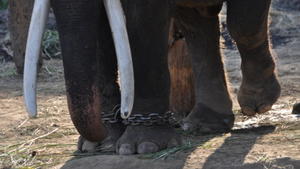 Welttierschutztag: Den Umgang mit Tieren überdenken Chitwan, angeketteter Elefant, Welttierschutztag
