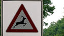 Unterschätzte Gefahr: Rehe, Wildschweine, Füchse