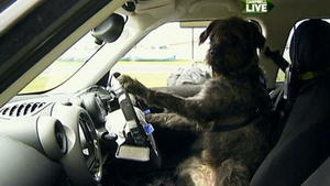 Unglaublich: Dieser Hund fährt Auto