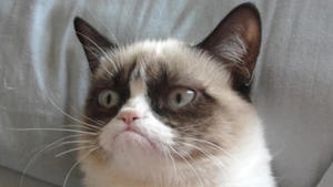 "Ich hatte auch mal Spaß – es war schrecklich": Internetlegende 'Grumpy Cat' gibt es wirklich! 'Grumpy Cat', eine Katze aus dem US-Staat Arizona, ist zu einer Internet-Legende geworden. Die Katze mit dem grimmigen Blick gibt es wirklich!