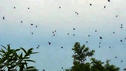 Video: Spinnen 'regnen' vom Himmel