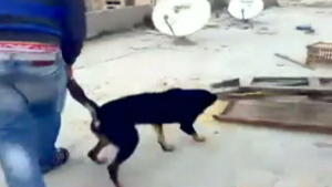 Tierquälerei bei Facebook veröffentlicht: Mann wirft Hund vom Dach Mann wirft Hund von Dach - Tat gepostet