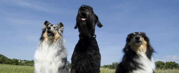 Hunde auf Verfolgungsjagd