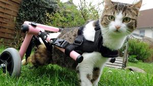 Gerettete rettet süße Babys Rollstuhl-Katze Brigitta adoptiert Junge
