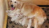 Hundebesitzerin sucht auf Facebook nach geklauten Welpen