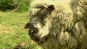 Das traurigste Schaf der Welt