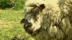 Trauriges Schaf