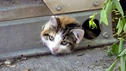 Katze in Klimaanlage gefangen
