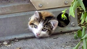 Katze in Klimaanlage