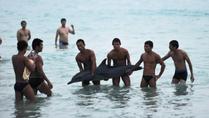 Fotos mit sterbendem Delfin